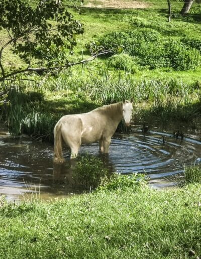 Helyi erőforrás alapon gazdálkodó, piacra termelő, gazdaságot erősítő vidéki közösségek létrejöttének ösztönzése