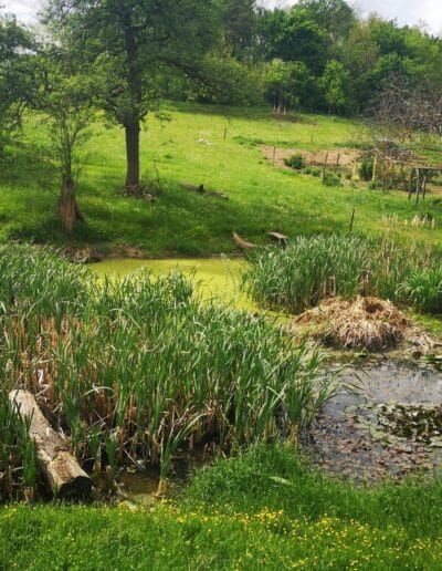Víztisztítás természetes módon: a nagy körforgásba illeszkedik,ha vízinövényzet gyökere használja fel a "szennyet" a vízből