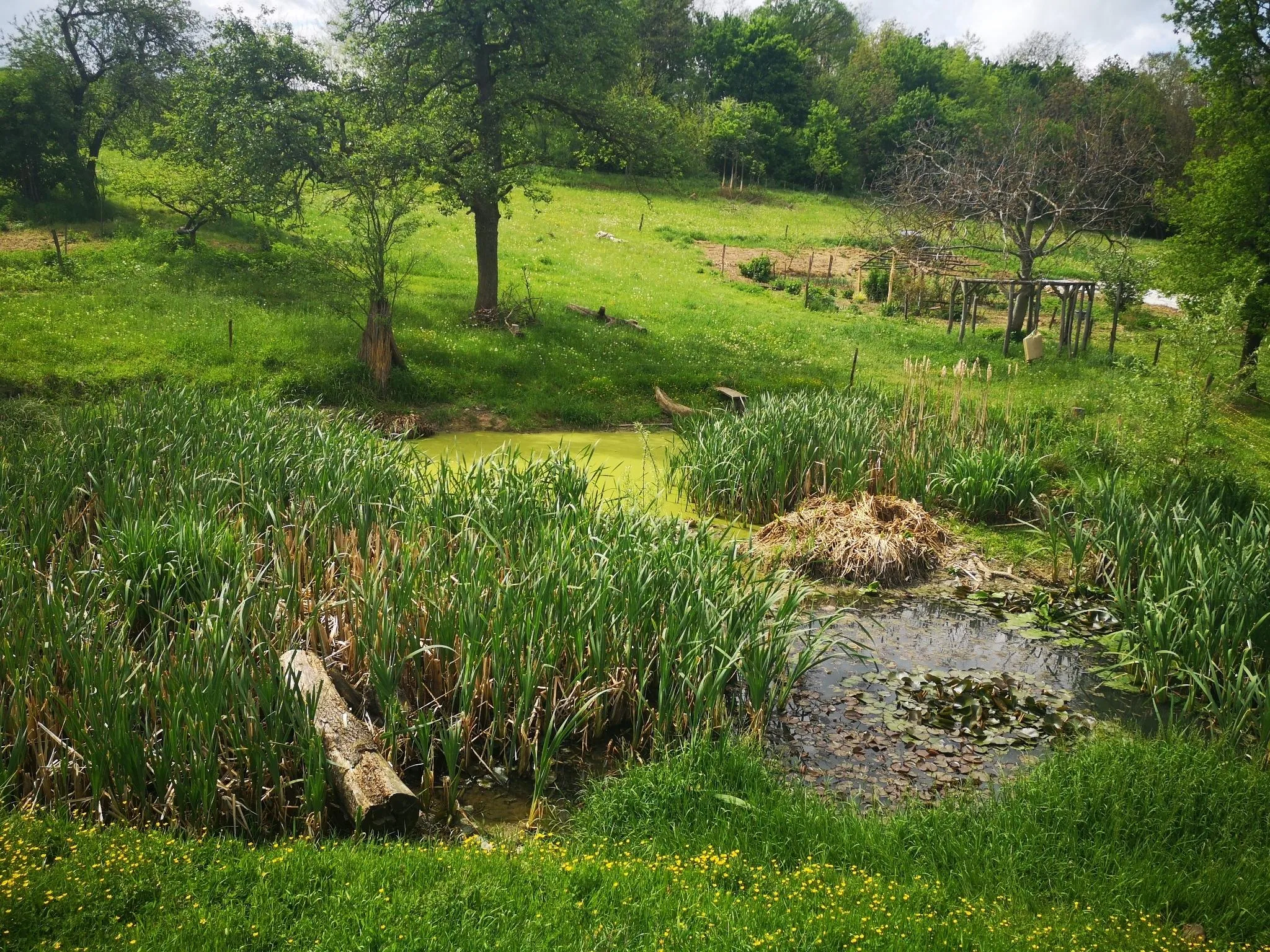 Víztisztítás természetes módon: a nagy körforgásba illeszkedik,ha vízinövényzet gyökere használja fel a "szennyet" a vízből