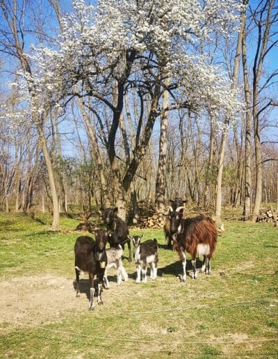 Az állatok és a természet kapcsolata örök harmóniában. Példát adnak, hogy mit jelent valójában a szimbiózis a környezettel.