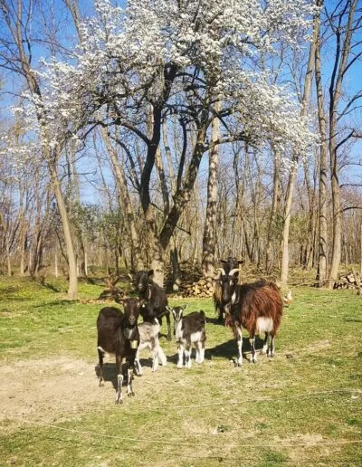 Az állatok és a természet kapcsolata örök harmóniában. Példát adnak, hogy mit jelent valójában a szimbiózis a környezettel.